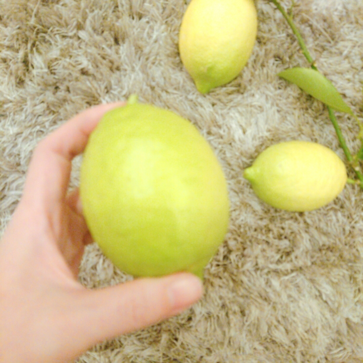 フレッシュ！　レモン